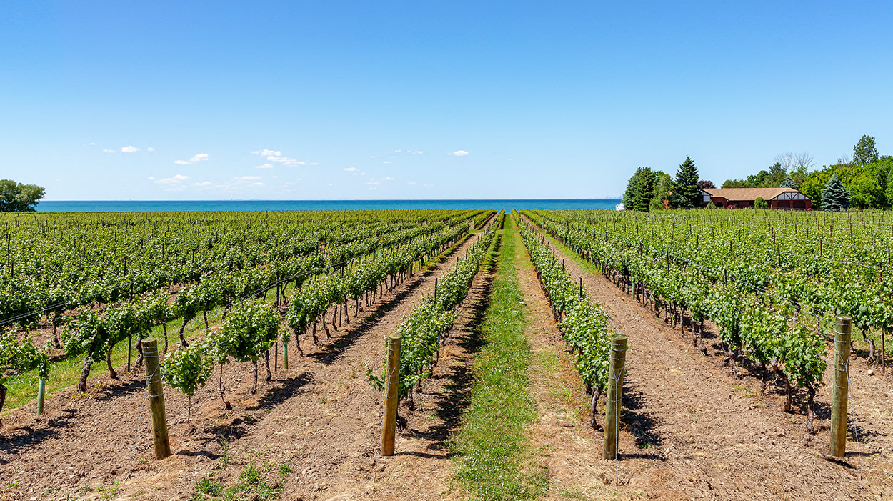 Niagara-Vineyards-with-Lake
