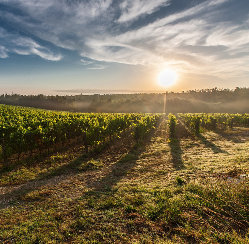 Niagara Vineyards